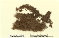 藏品(白齒泥炭苔)的圖片